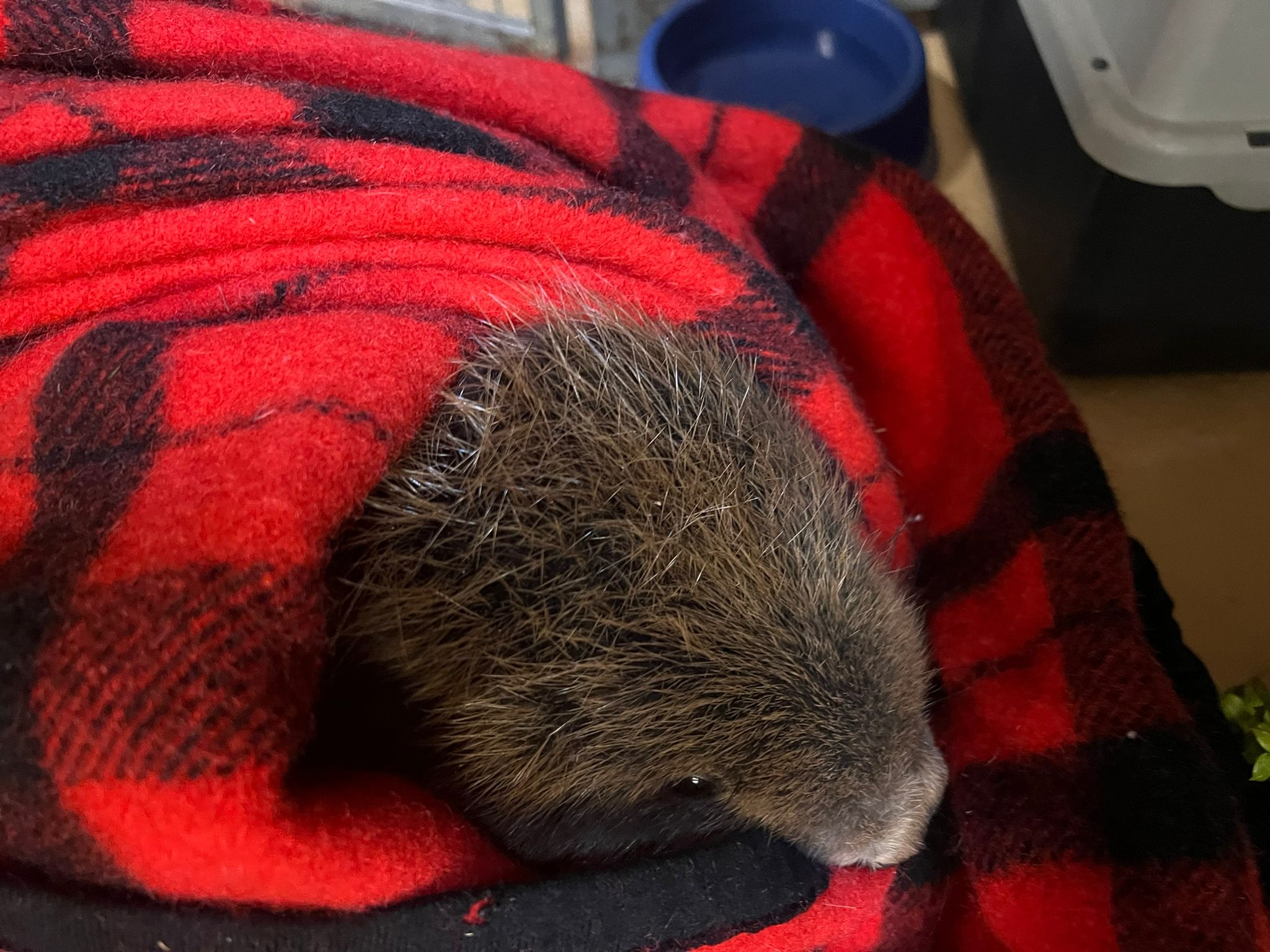 Tierschützern fiel ein merkwürdiges Verhalten bei Biber 