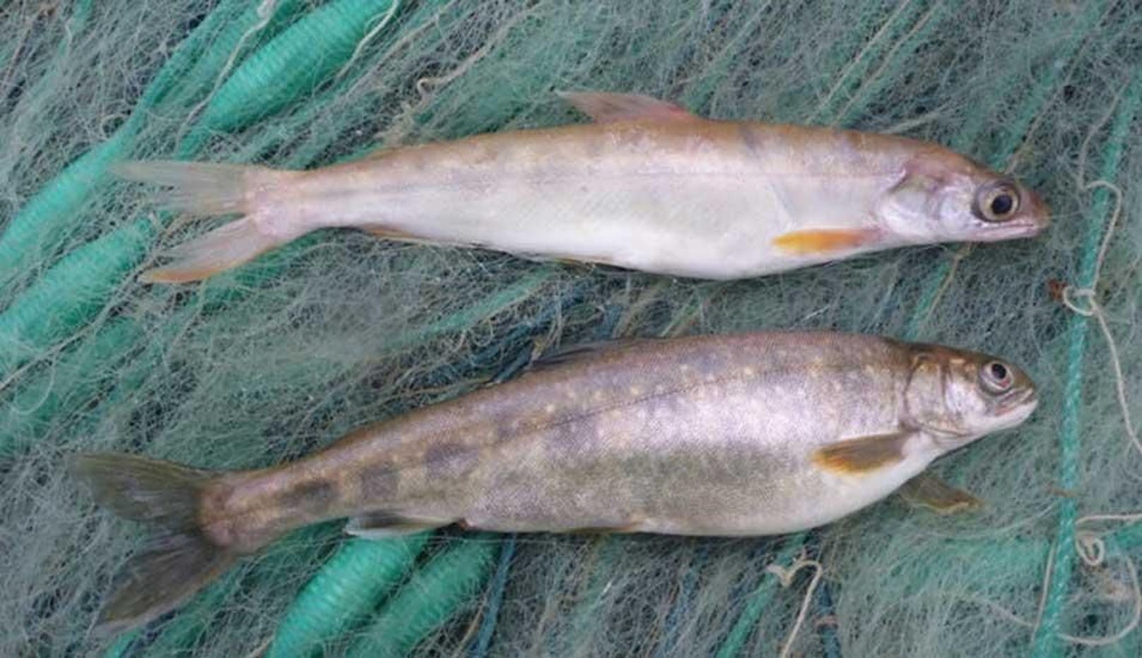 Forscher lösen Rätsel um mysteriösen Tiefseefisch im Bodensee