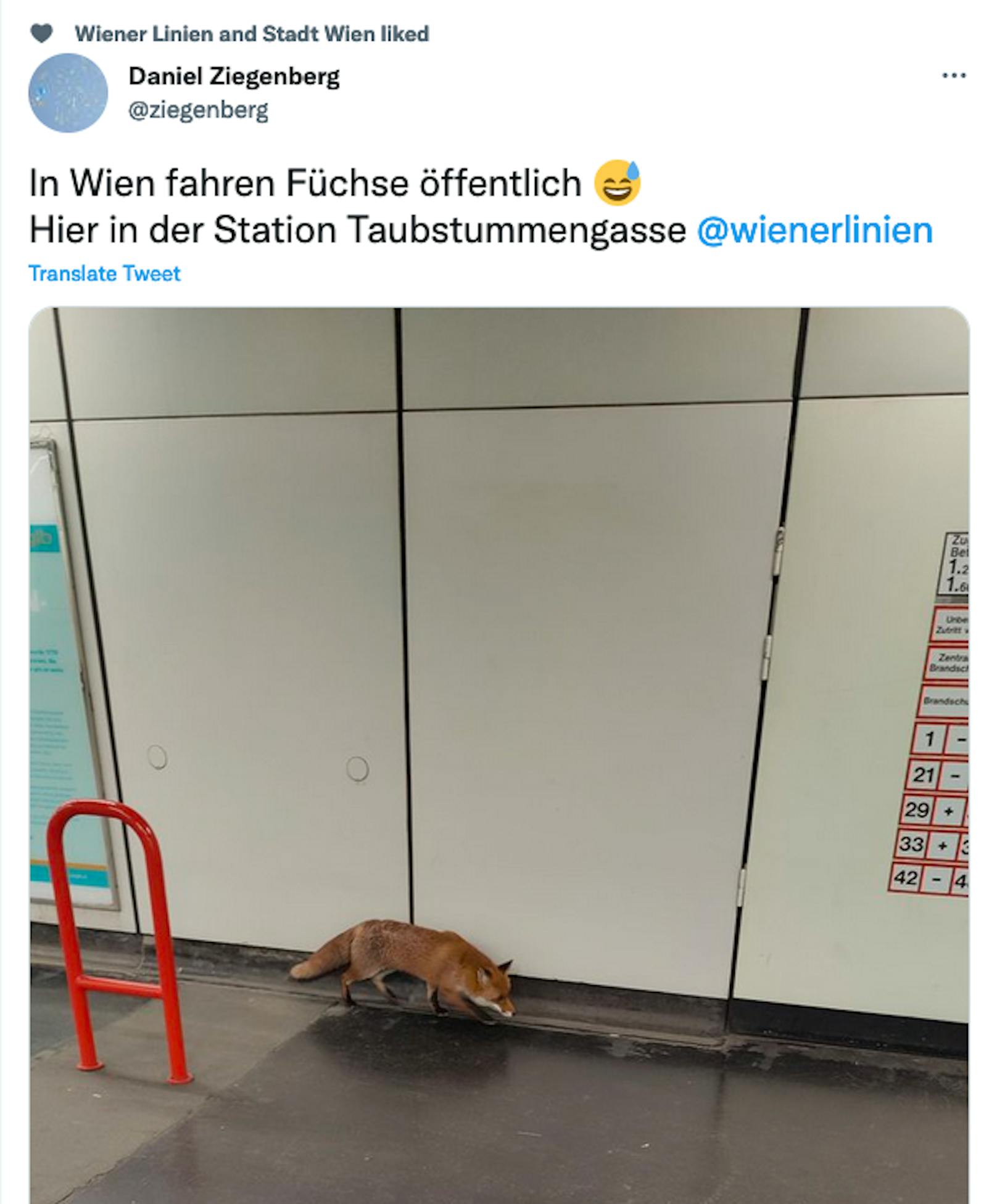 Fuchs wieselt durch Wiener U1-Station – das Video