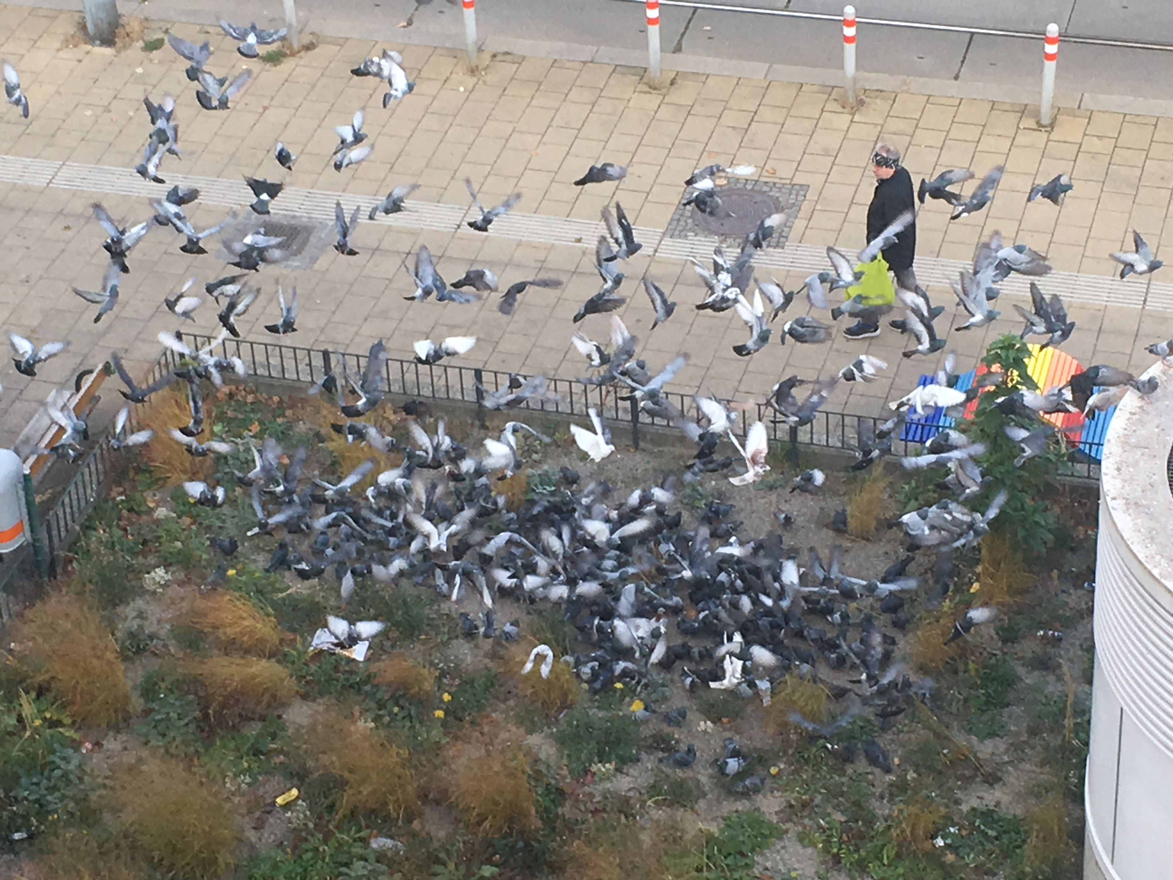 So ein Bild wirkt dramatisch – doch die Zahlen sprechen gegen eine Taubenplage. <jsgs@aon.at></jsgs@aon.at>