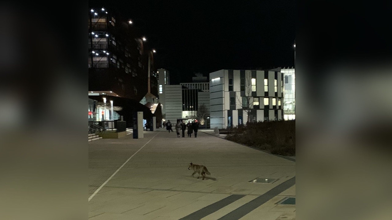 Heute.at - Barrierefrei studieren? Fuchs läuft durch Wiener Uni