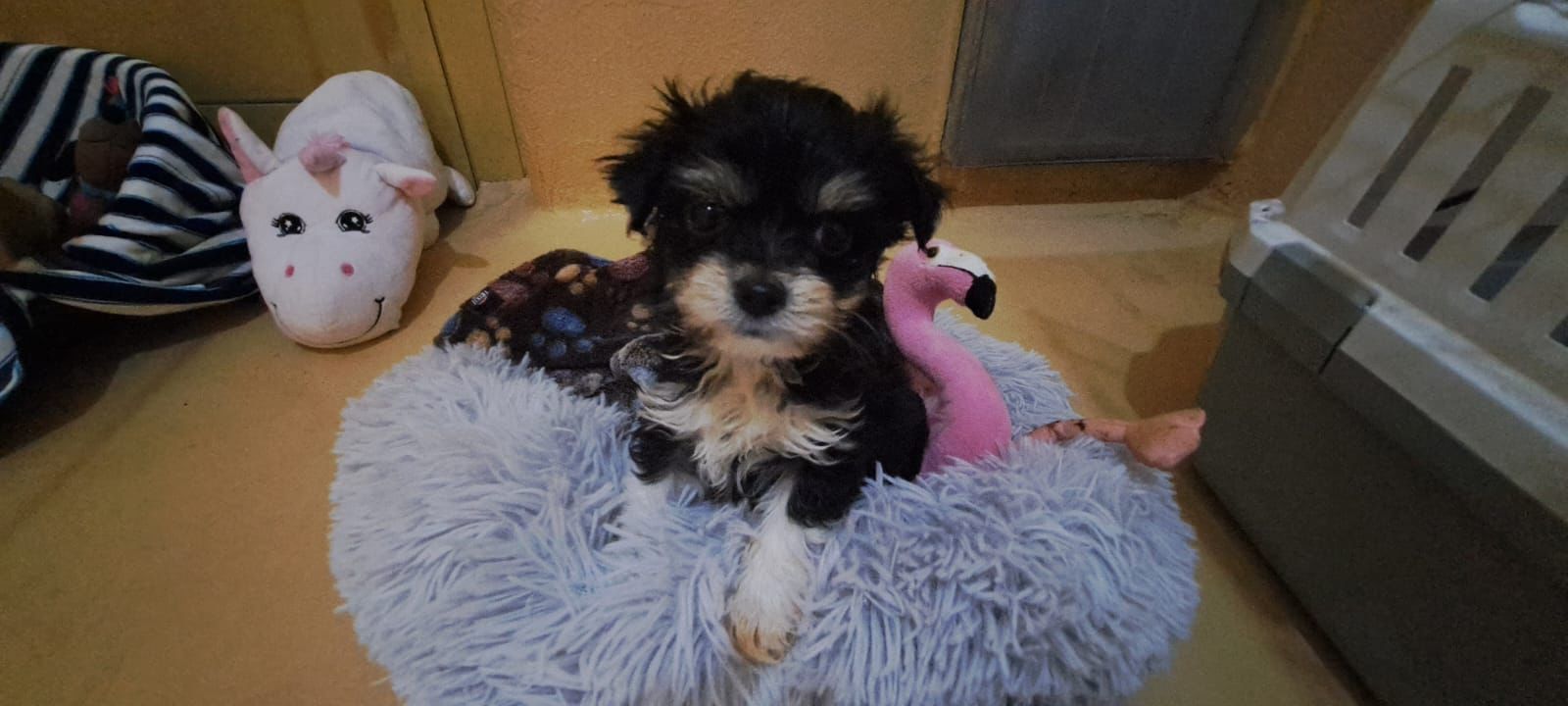 Einer bereits bekannten Hundeschmugglerin wird einfach nicht das Handwerk gelegt.