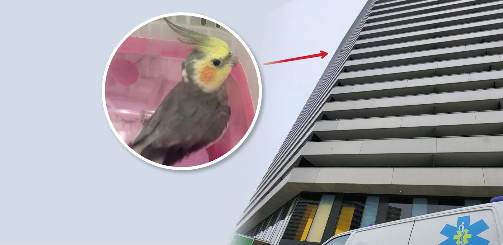 Der Nymphensittich büxte aus dem Käfig aus. Der Icara-Tierrettung gelang es, ihn aus dem 26. Stock des Bruckner Towers zu retten.