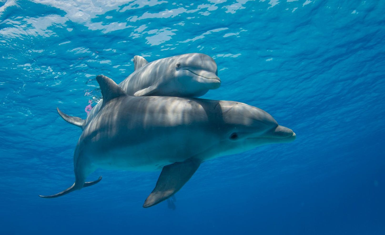 Durch die Lärmbelästigung unter Wasser müssen sich Delfine regelrecht anschreien.