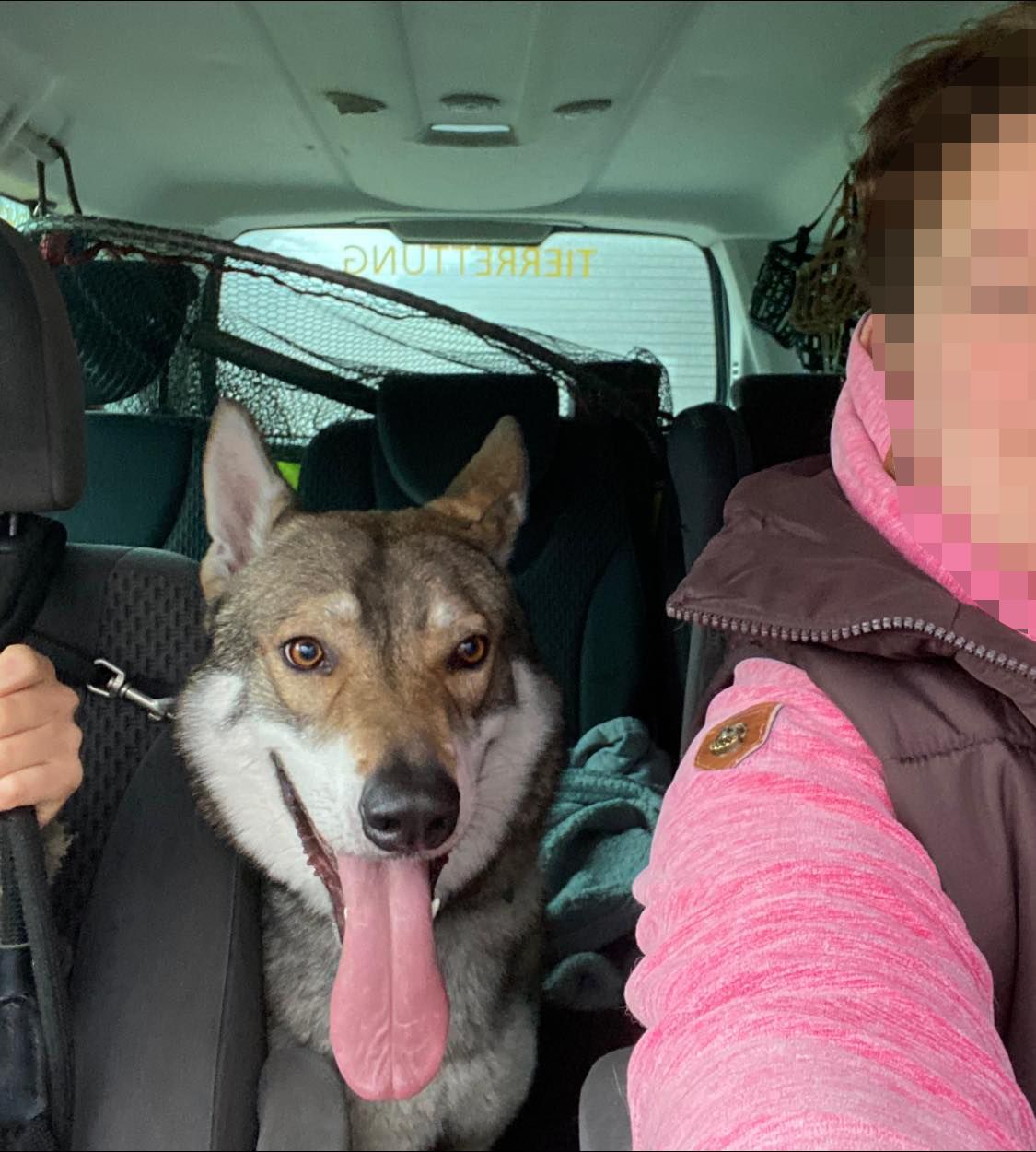 Der vermeintliche Wolf stellte sich als Wolfshund heraus. Er wurde ins Tierheim Freistadt gebracht und dort von seinem Halter abgeholt.