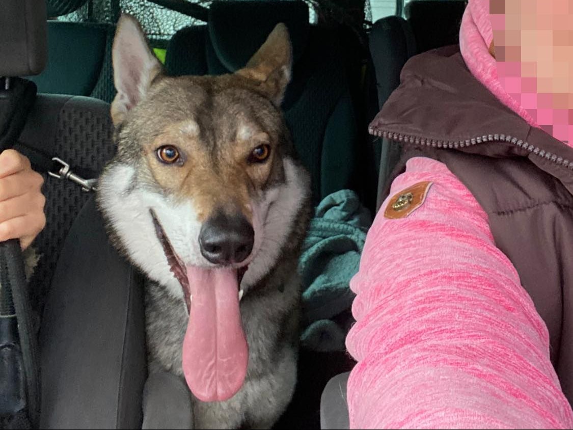 Der vermeintliche Wolf stellte sich als Wolfshund heraus. Er wurde ins Tierheim Freistadt gebracht und dort von seinem Halter abgeholt.