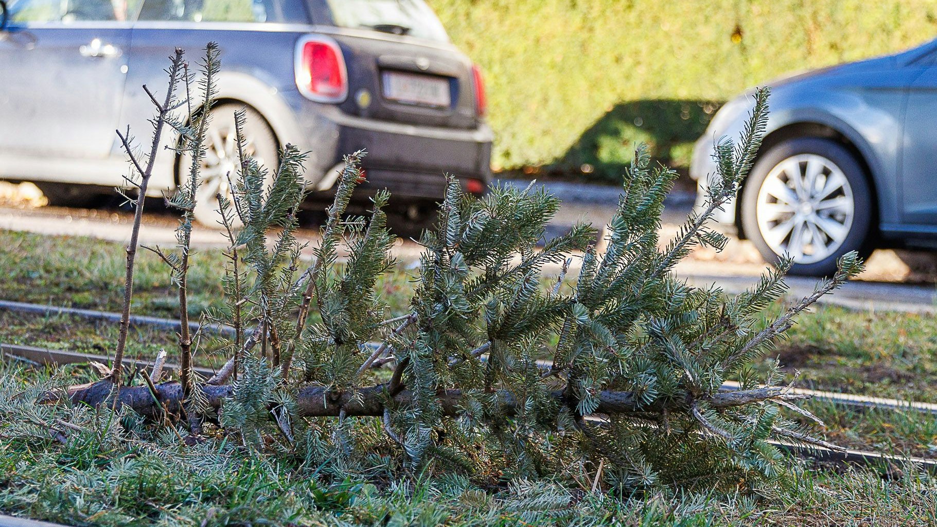 In Linz wurde ein Christbaum von Unbekannten einfach auf den Straßenbahngleisen entsorgt. Mittlerweile wurde der Baum weggeräumt.