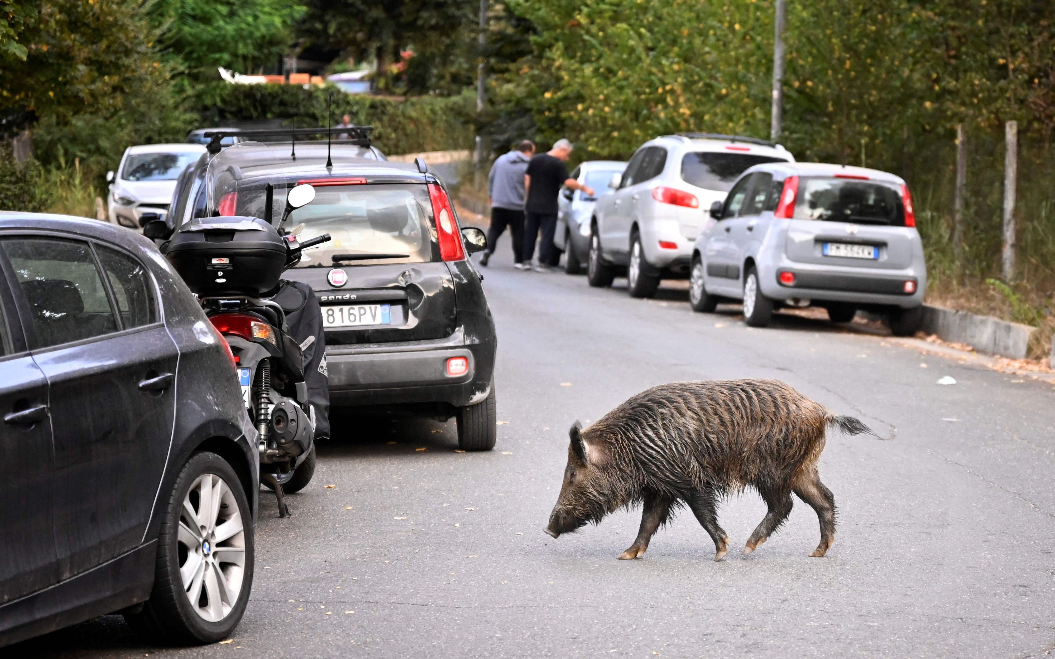 Ein Wildschwein in Rom (Archivbild)