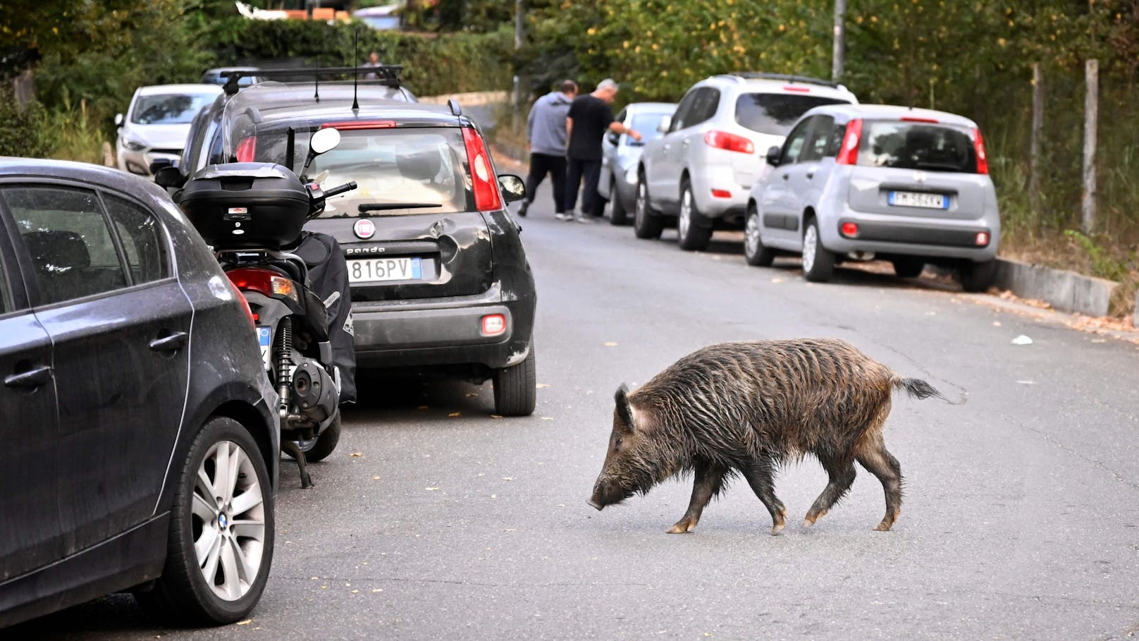 Familie Wildschwein ist im Villa Doria Pamphili-Park in Italien ein echtes Problem.