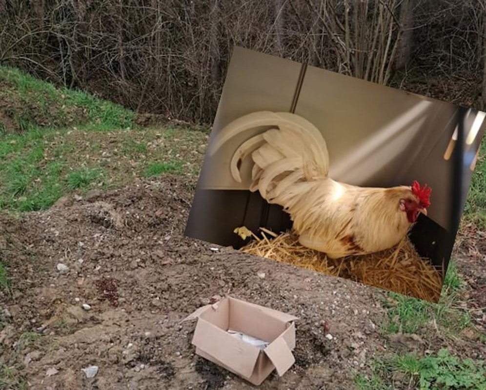 In dieser kleinen Schachtel wurden die Hähne ausgesetzt.