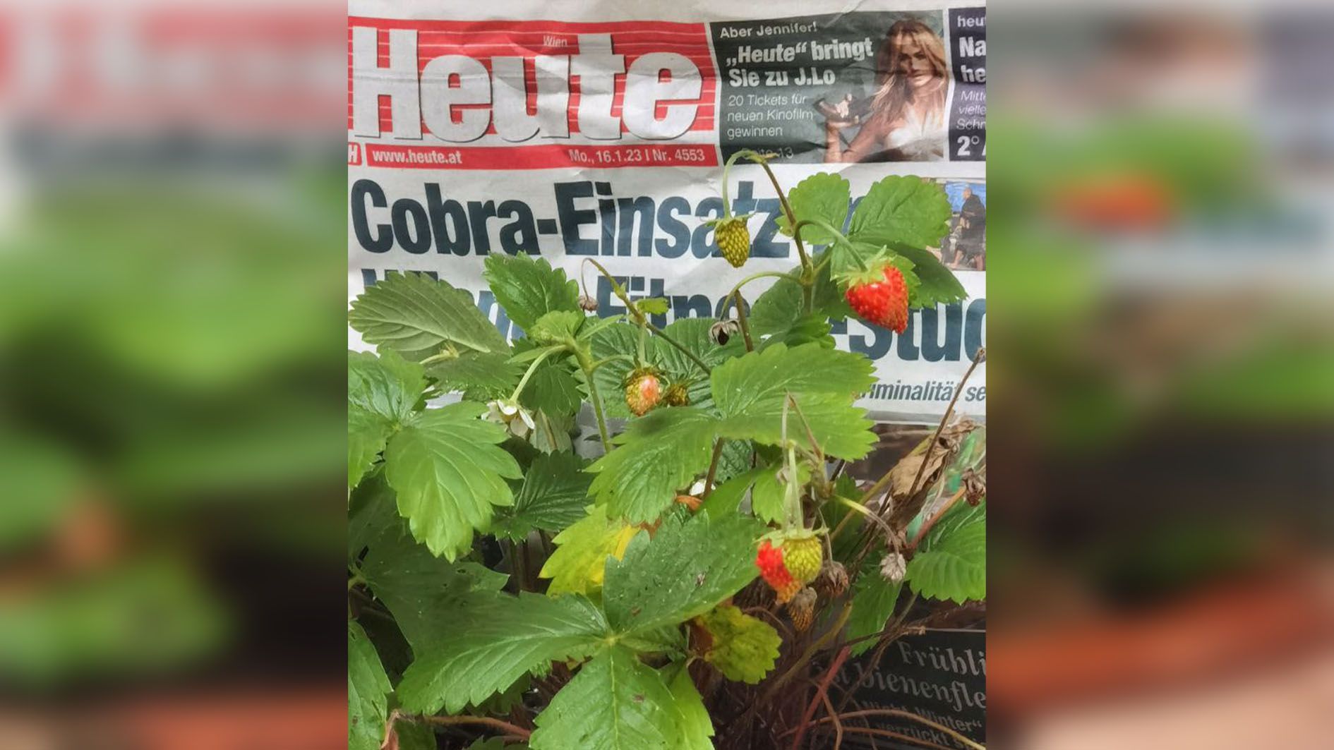 Dass er zu dieser Jahreszeit Erdbeeren essen kann, hätte der "Heute"-Leser nicht gedacht...