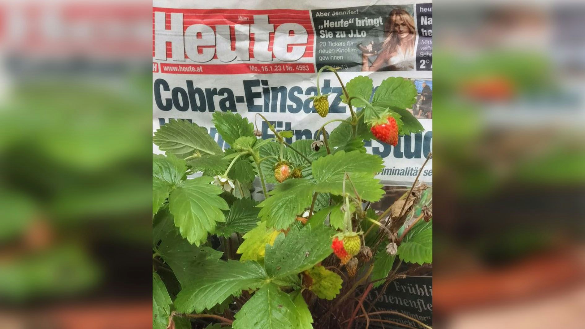 Wiener findet im Winter reife Erdbeeren am Balkon | Heute.at