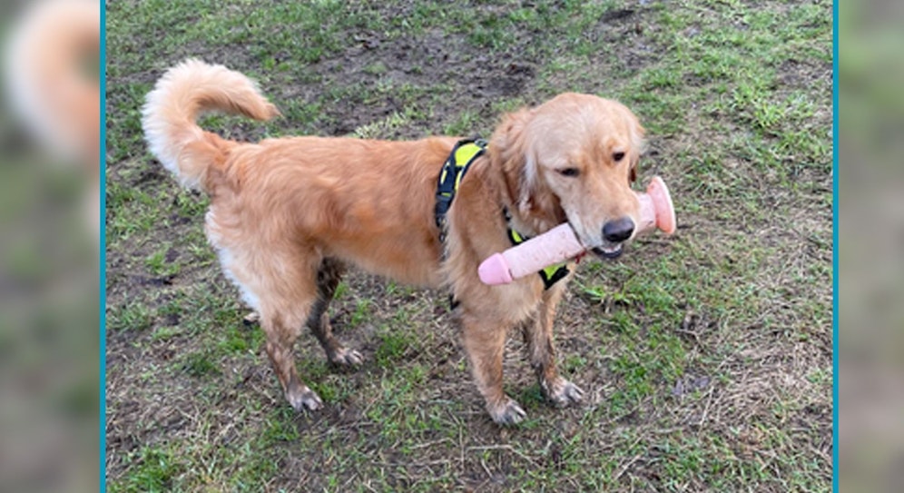 Herrchen war klar, dass sowas irgendwann passieren musste.