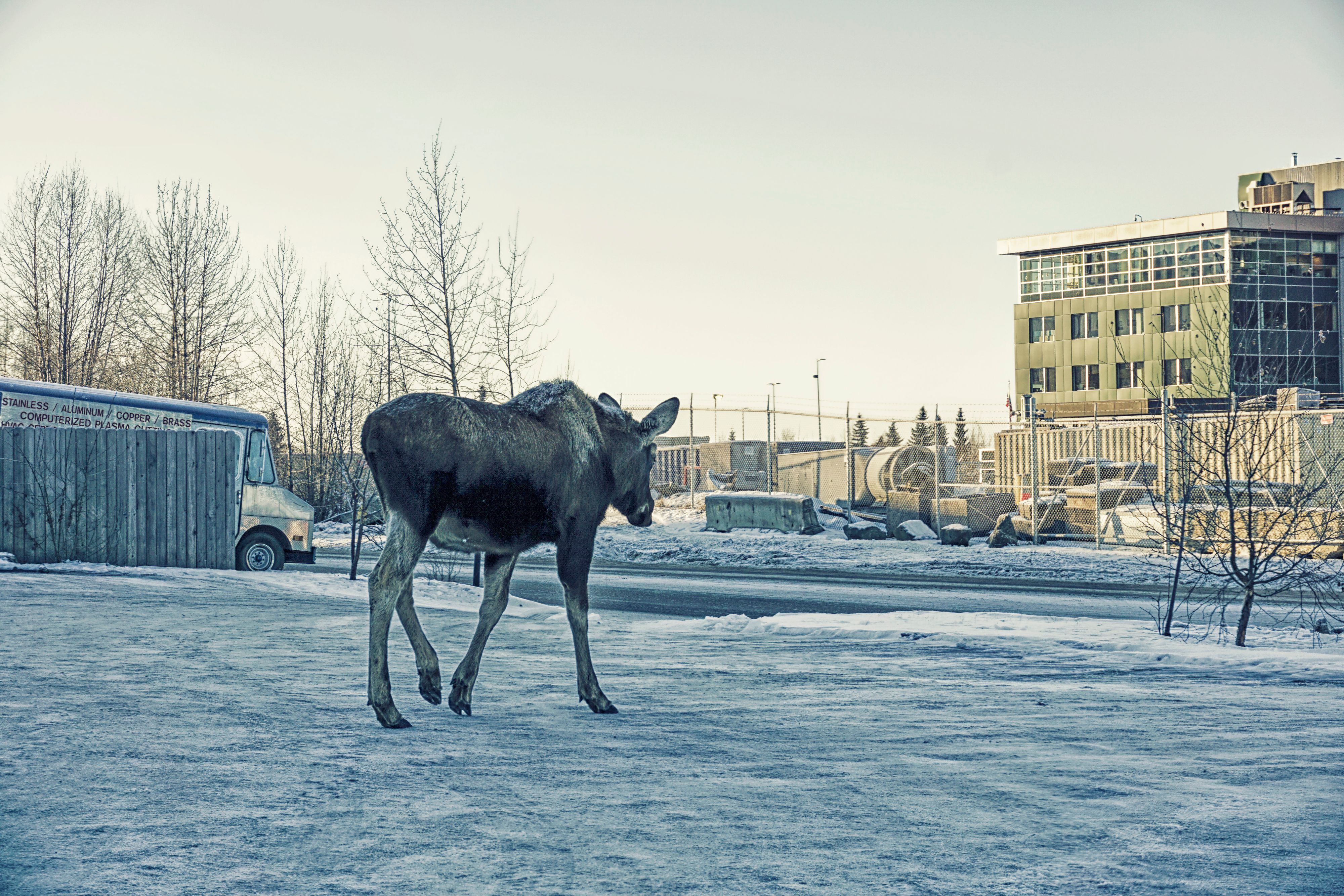 Elche sind in Alaskas Städten häufig gesehen Gäste. 