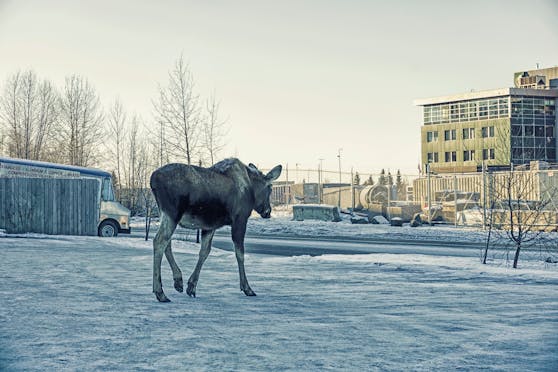 Elche sind in Alaskas Städten häufig gesehen Gäste. 