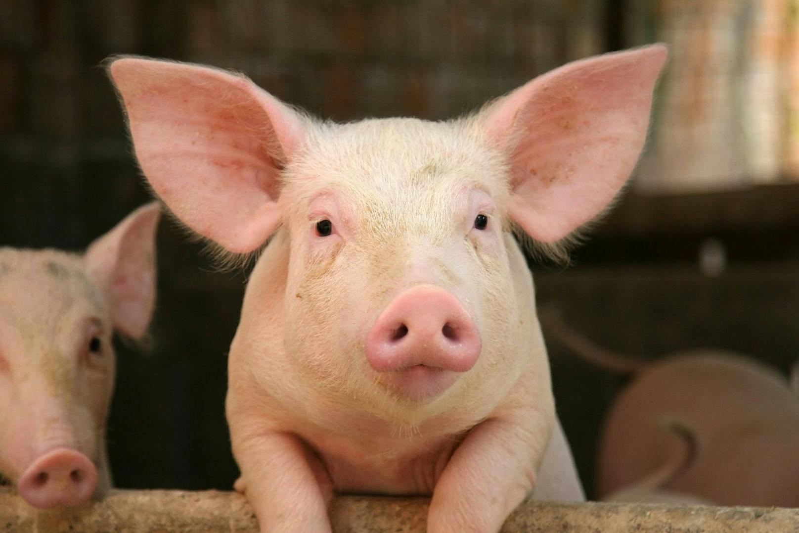 100 Schweine konnten gerettet werden.