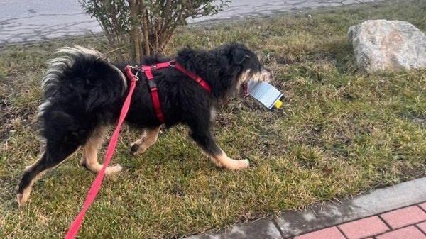 Seinen täglichen Spaziergang nutzt Horsti, um der Umwelt etwas Gutes zu tun.