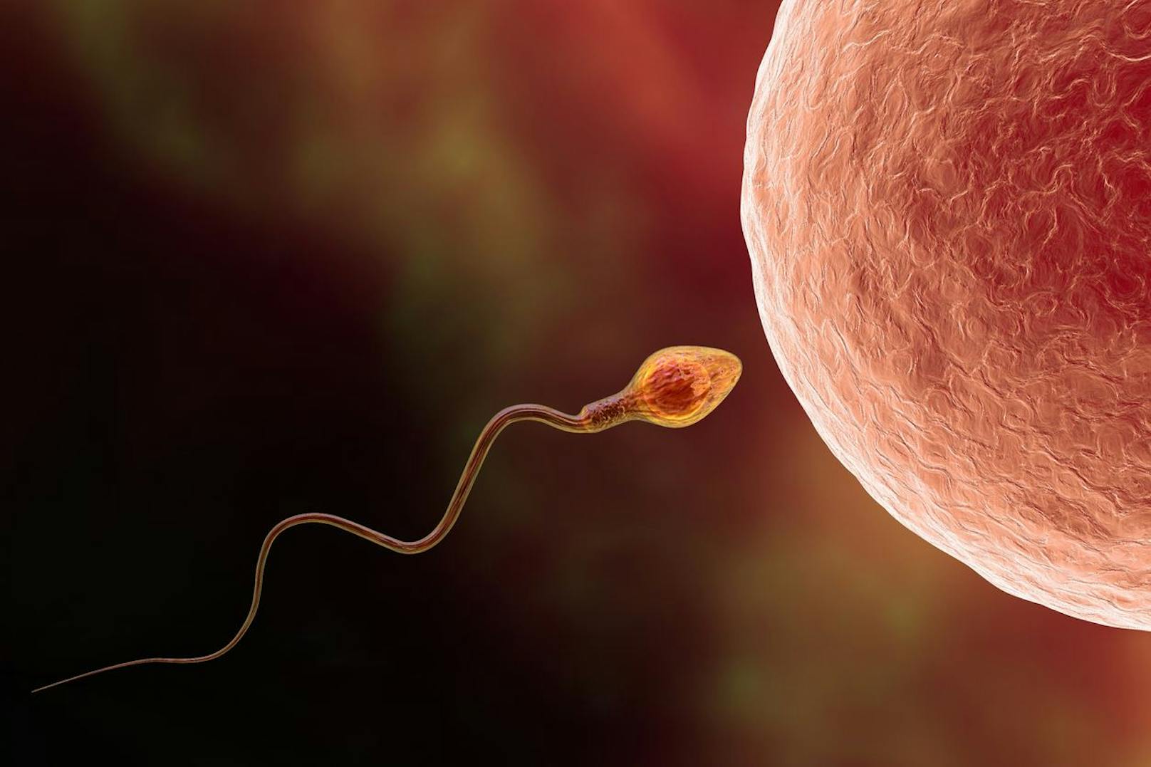 Um in die Eizelle eindringen zu können, muss das Spermium Kaliumionen aus seinem Zellinnern pumpen.
