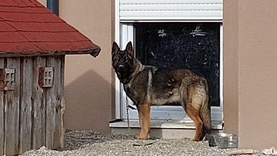 Bereits seit 2005 darf in Österreich kein Hund am Grundstück angebunden und schon gar nicht an der Kette gehalten werden.