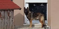 Trotz Verbot – Kettenhunde in Österreich weitverbreitet
