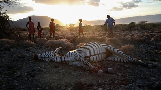 Mehr als 6.000 Wildtiere sind bereits in den letzten Wochen in Kenia verendet. 