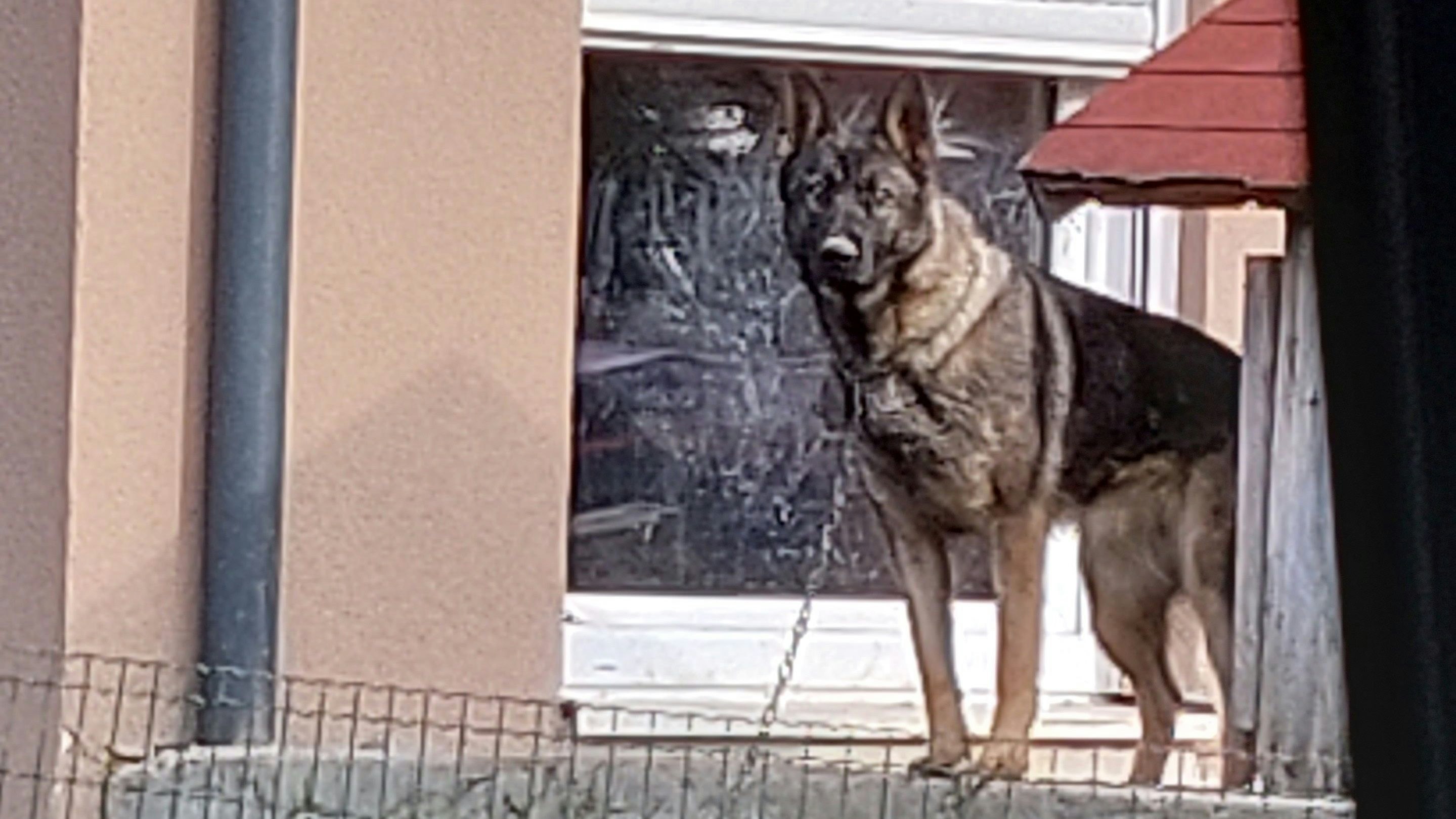 Kein Tier sollte unter solchen Einschränkungen leben müssen. 