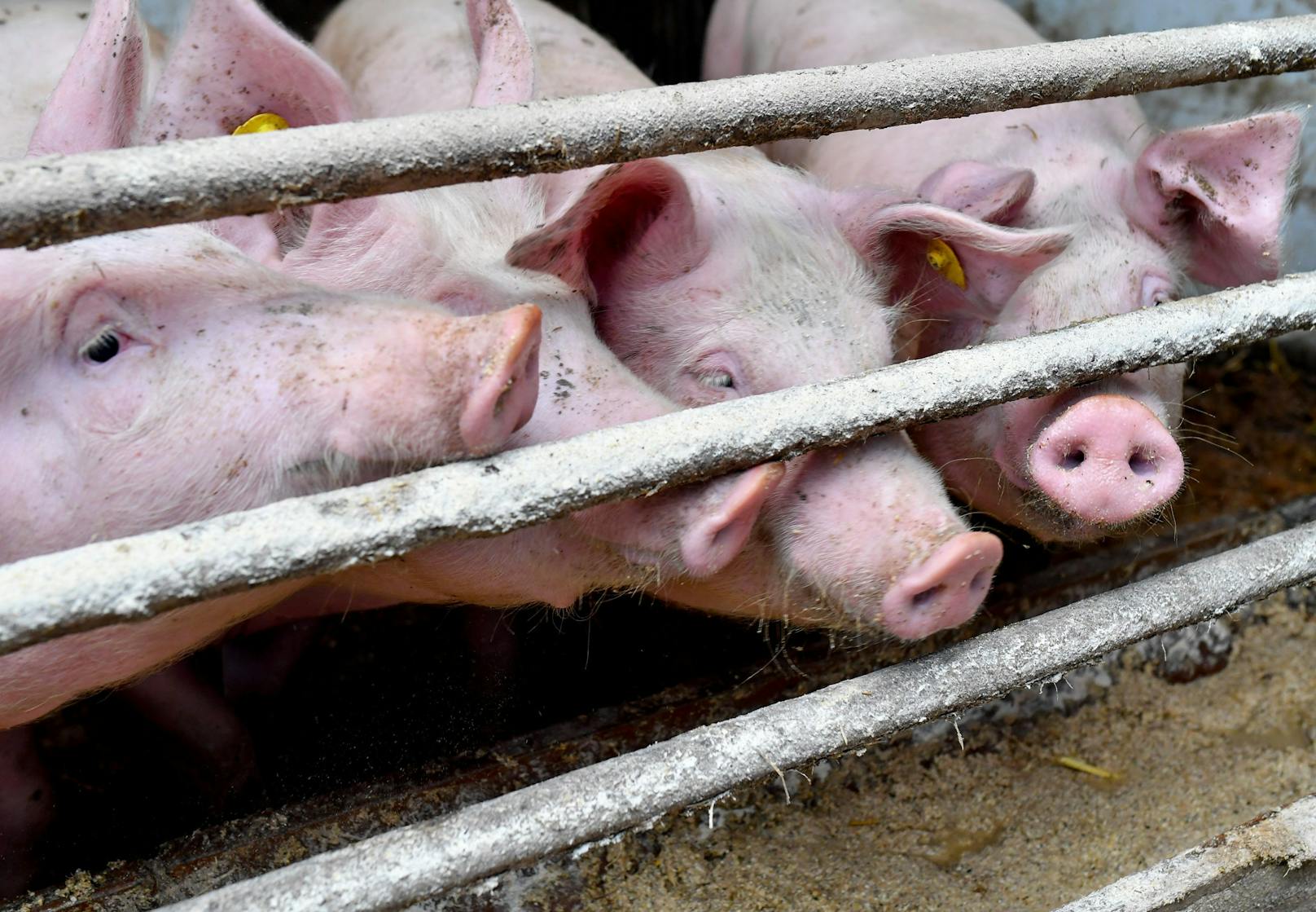 Unglück in Schweinefarm in NÖ