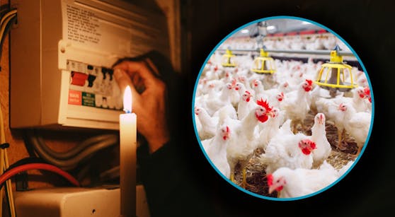 Aufgrund eines fatalen technischen Fehlers in einem Hühnerzuchtbetrieb in Kärnten starben 18.000 Hühner.