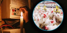 Stromausfall Kärnten: 18.000 Hühner qualvoll erstickt