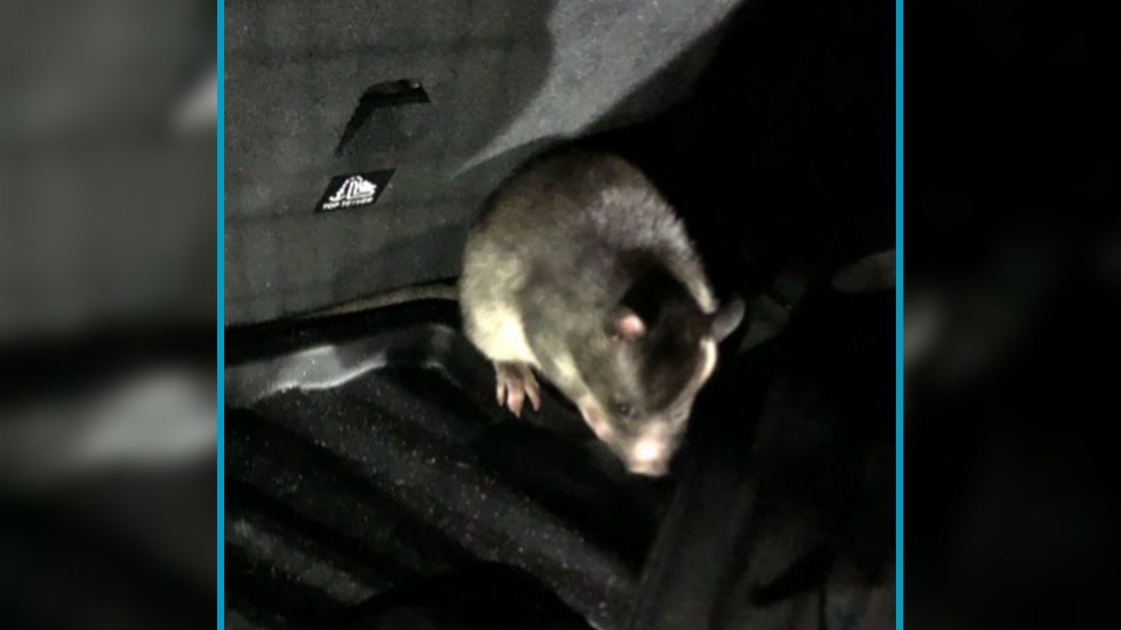 Heute.at - Monster-Ratte im Auto sorgt für Polizei-Einsatz