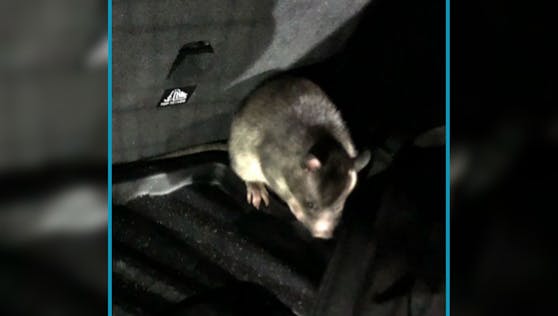Eine Gambia-Ratte namens "Rico" entkam während der Autofahrt aus ihrem Käfig.&nbsp;