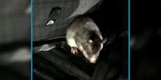 Monster-Ratte im Auto sorgt für Polizei-Einsatz
