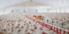 18.000 Hühner in Mastbetrieb – in der Früh waren alle tot
