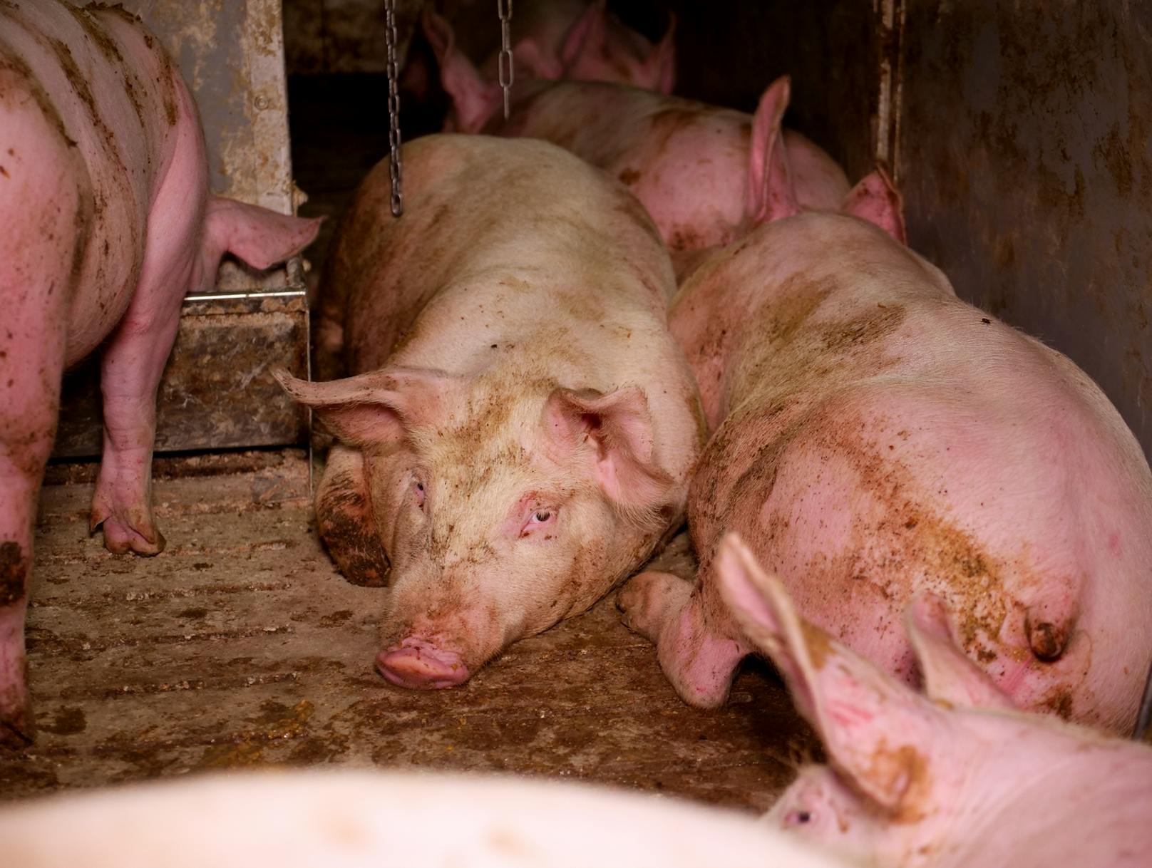 Schweine in Massenhaltung