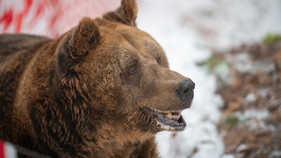 Der letzte Restaurantbär Albaniens namens "Mark" wurde im Dezember 2022 von Vier Pfoten gerettet. 