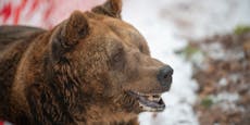 So geht es dem letzten Restaurantbären im Bärenwald