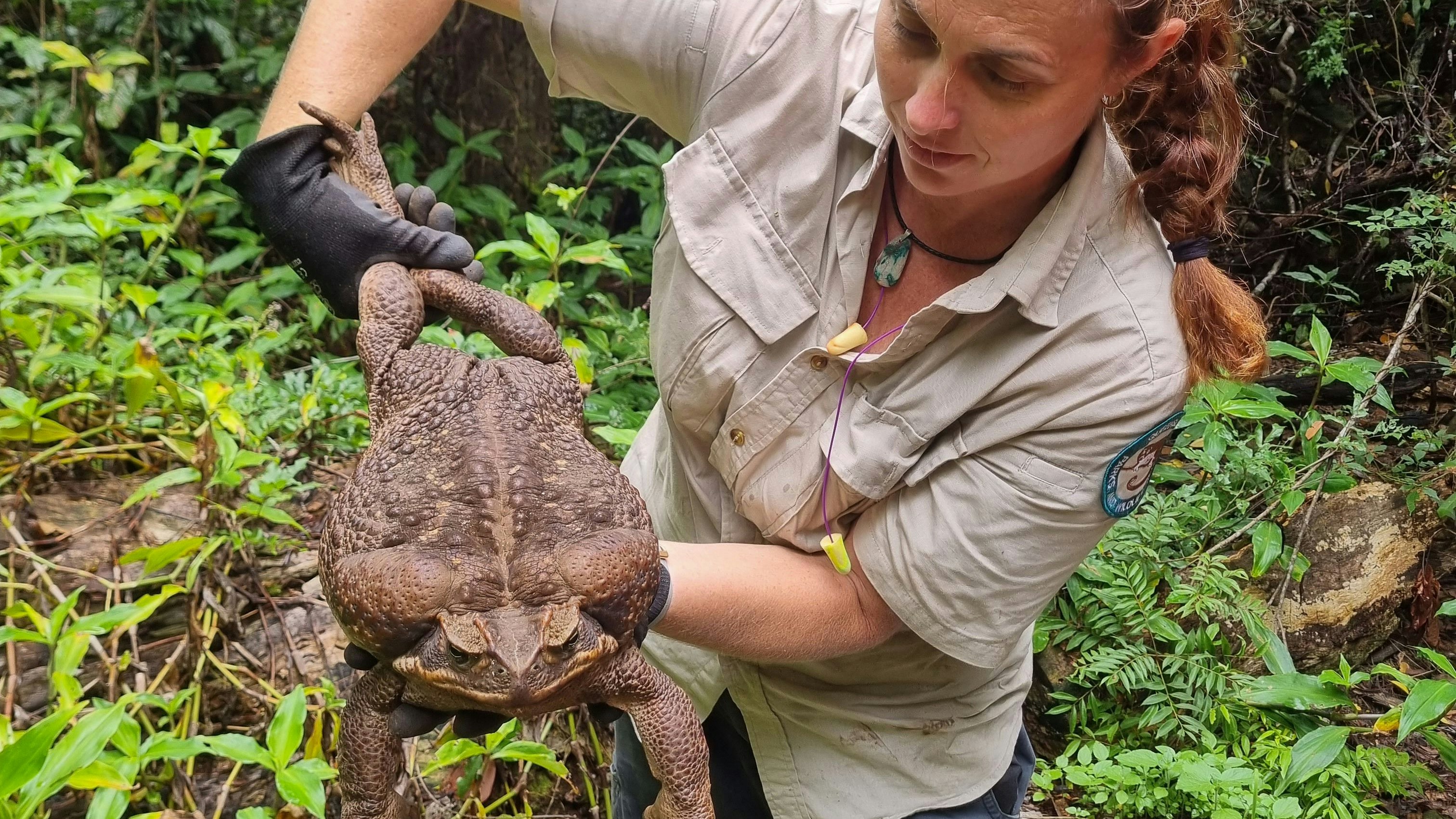 Diese Monsterkröte wurde im Conway National Park im australischen Bundesstaat Queensland entdeckt.