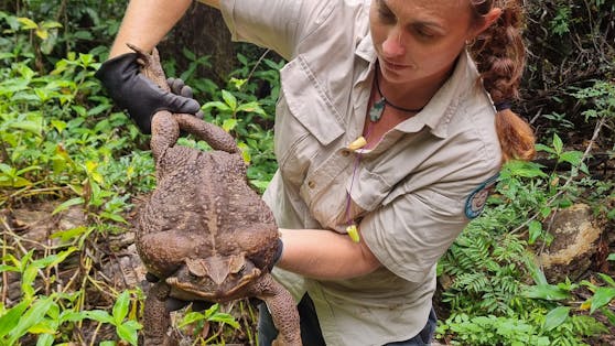 Diese Monsterkröte wurde im Conway National Park im australischen Bundesstaat Queensland entdeckt.