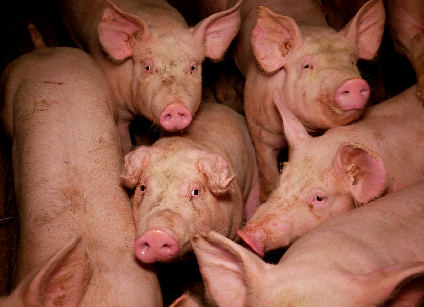 Bilder einer Schweinezucht in NÖ aus dem Jahr 2022