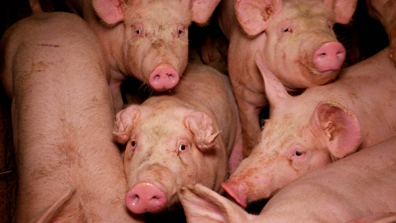 Heute.at - Jetzt kommt die Tierschutz-Taskforce in NÖ