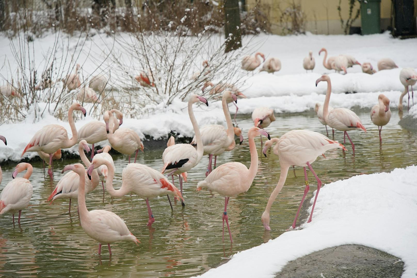 Die Flamingos strahlen weiterhin in pink über den weißen Schnee hinweg.