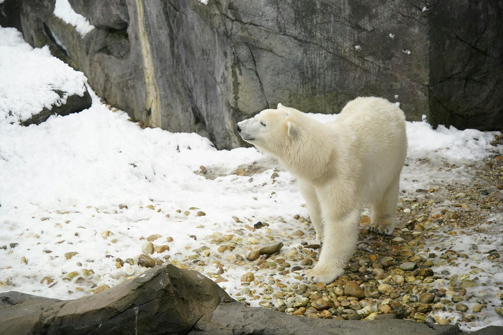 Der Eisbär hingegen fühlt sich in diesem Wetter pudelwohl.