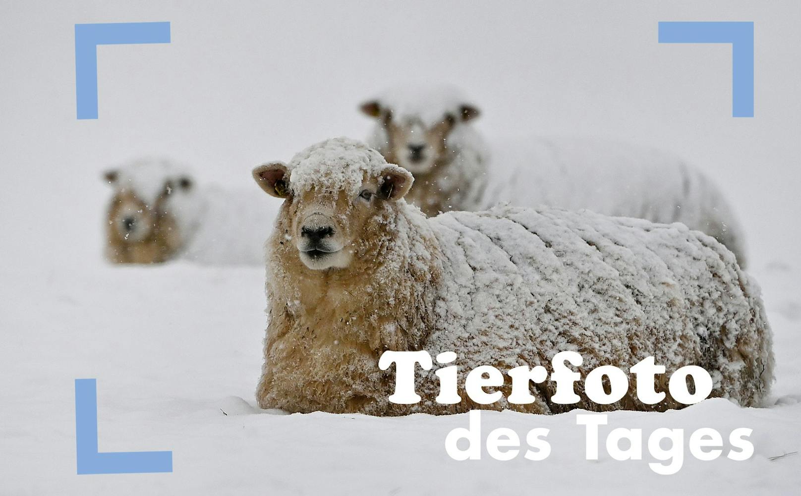 Der Schneefall kam auch für Tiere überraschend. Diese Schafe allerdings betrachten ihn wohl eher als Decke.