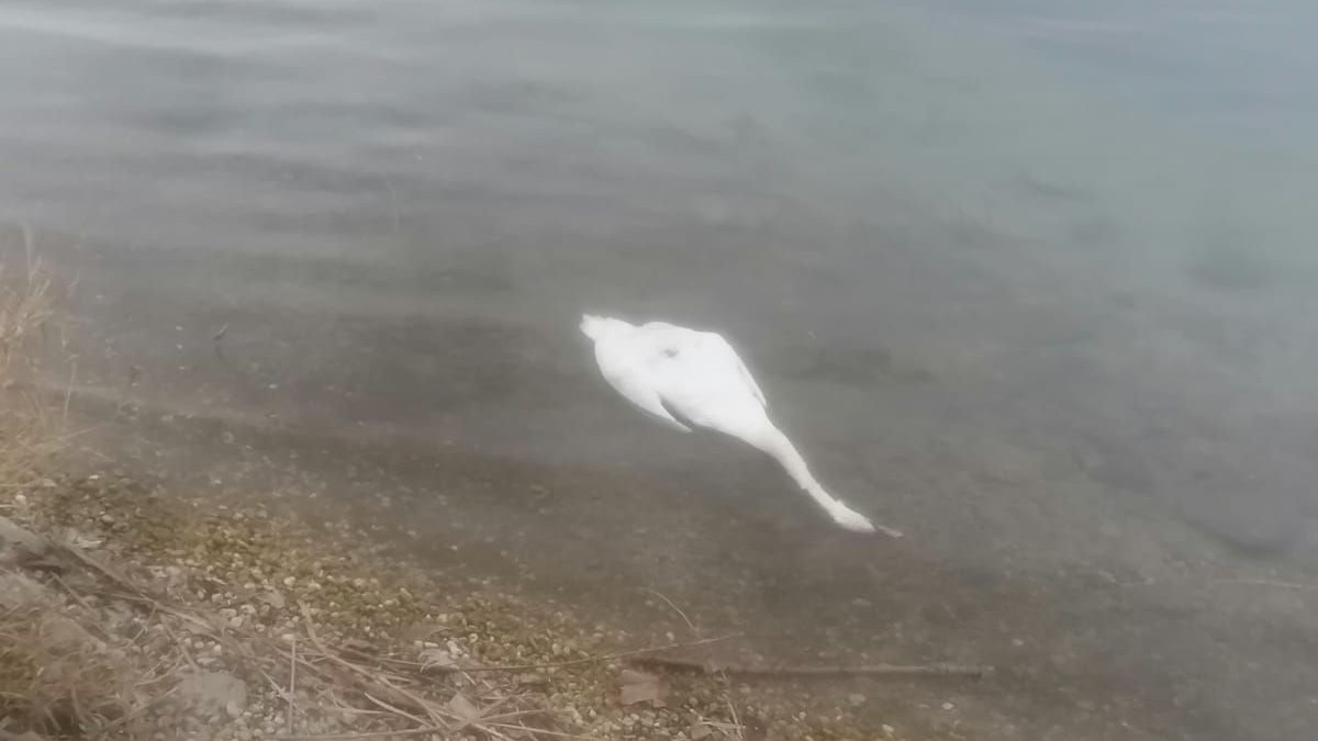 Toter Schwan in Donau