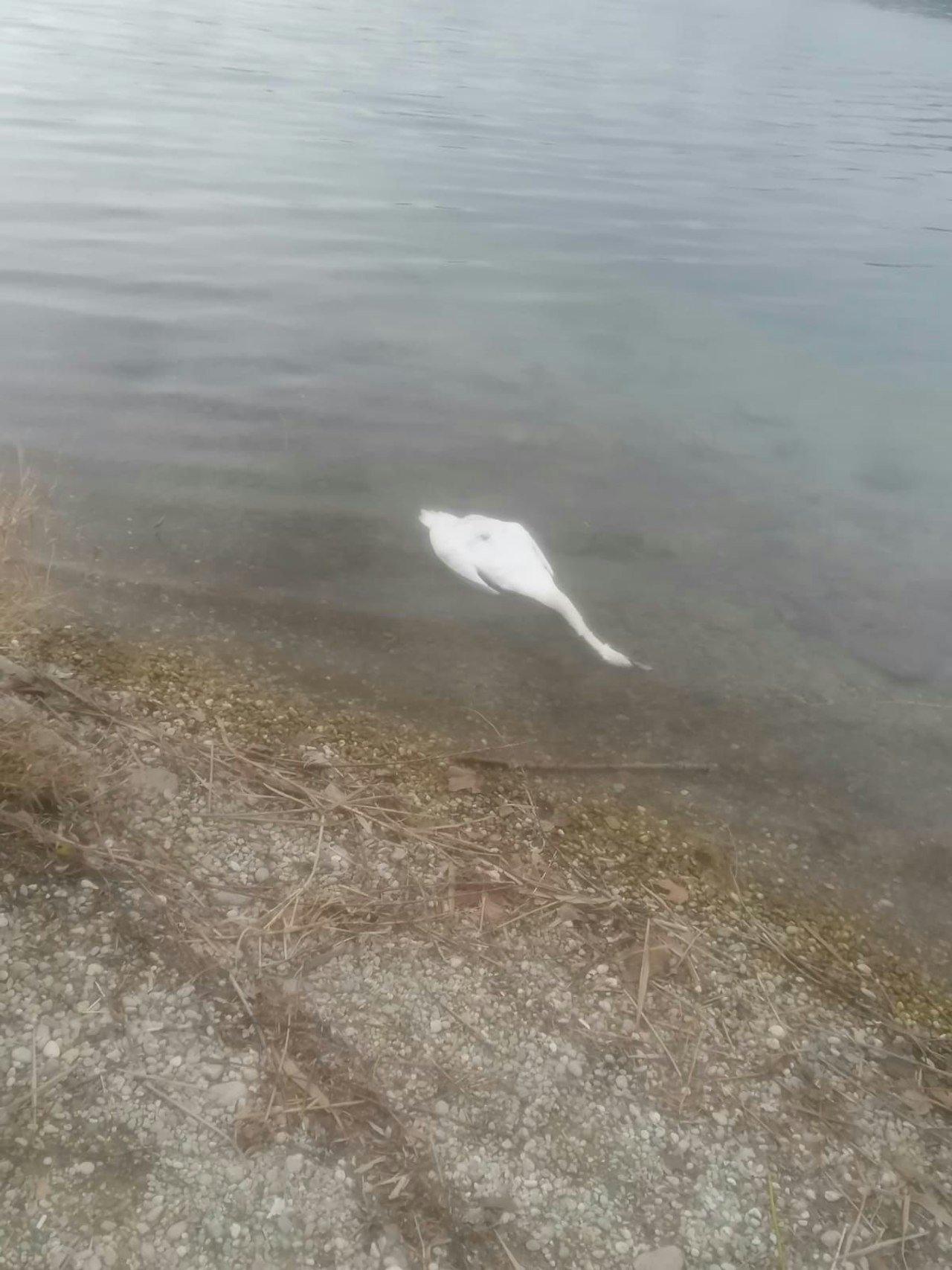 Heute.at - Tote Schwäne – Polizei fahndet nach Tierquälern in Wien