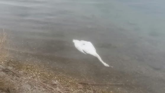 Ein Leser fand Mitte Jänner einen toten Schwan in der Donau. Kein Einzelfall, wie die Wiener Polizei herausfand.