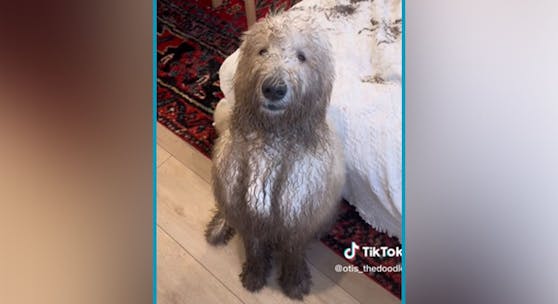 Wäre nur der Hund in diesem Zustand, hätte man vermutlich noch nicht überlegt, ob ihn jemand geschenkt haben möchte...