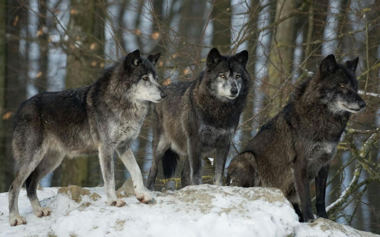 Ein Rudel Wölfe soll durch die Wälder von Allentsteig streifen.