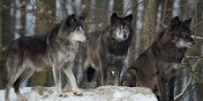 Fake? Wildkamera zeigt 14 Wölfe in Wald in Allentsteig