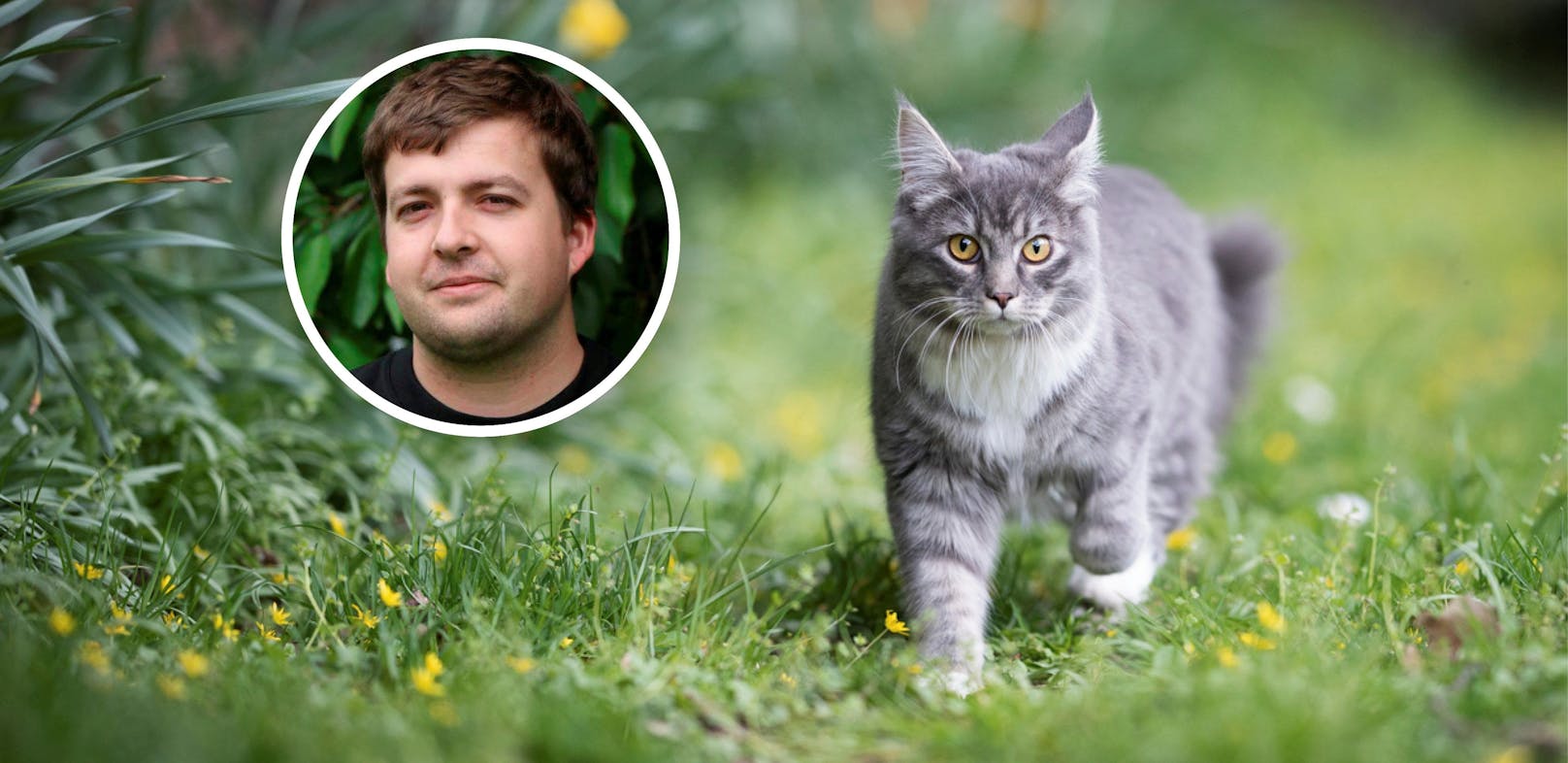 Georg Finster von der Tierhilfe Gustental vermutet die Rheumadecken-Mafia hinter den verschwundenen Katzen. (Symbolbild)